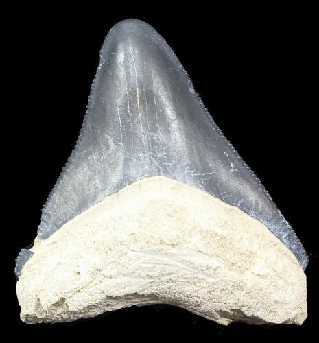 Serrated,  Bone Valley Megalodon Tooth #45101
